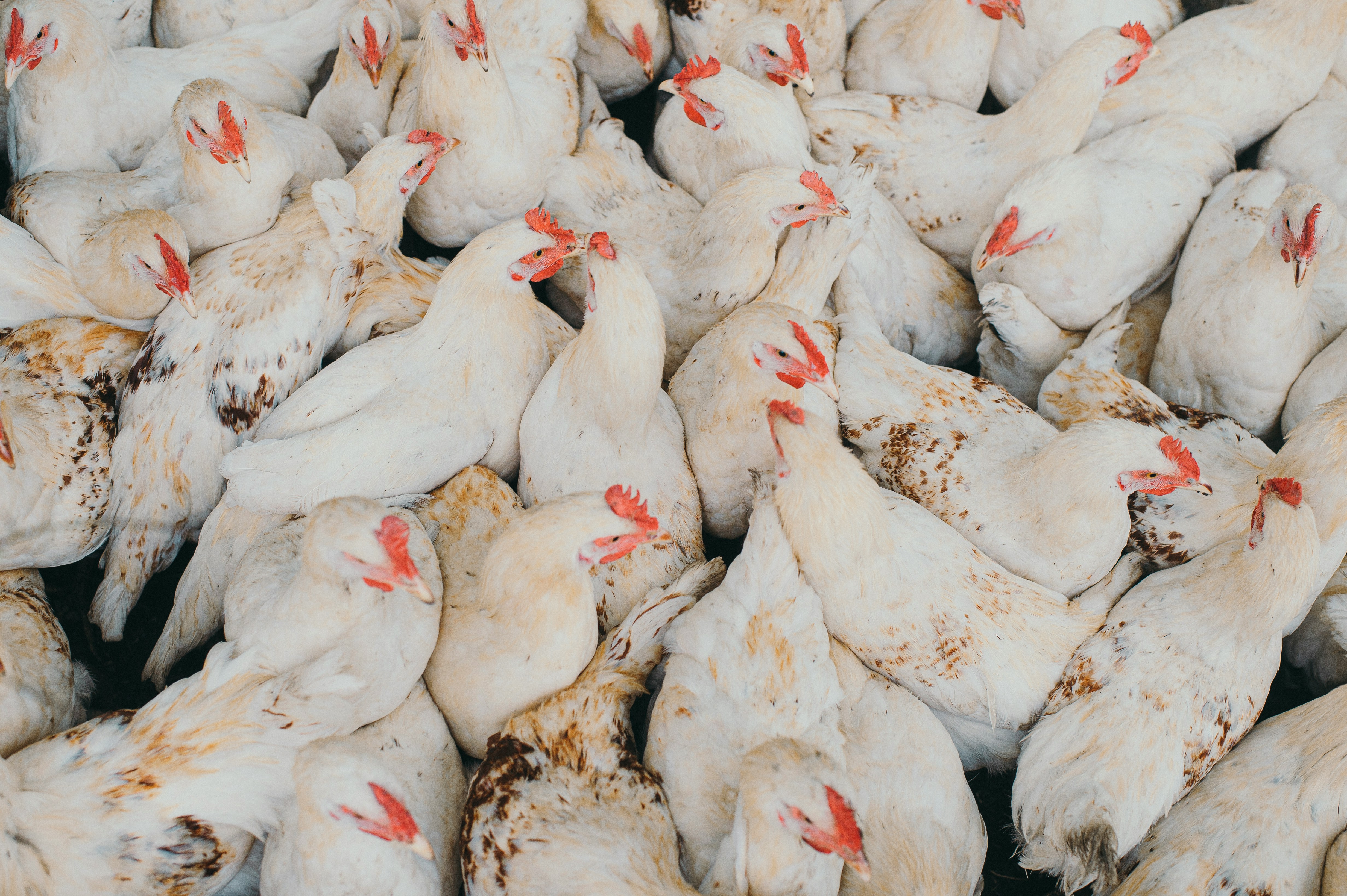 Chicken House Farm 1